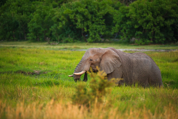 Sango Safari Camp: Elefant im Khwai River