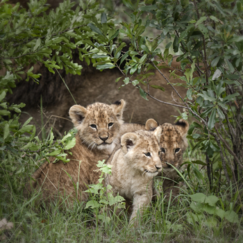 Saruni Eagle View Saruni Eagle View: Junge Löwen