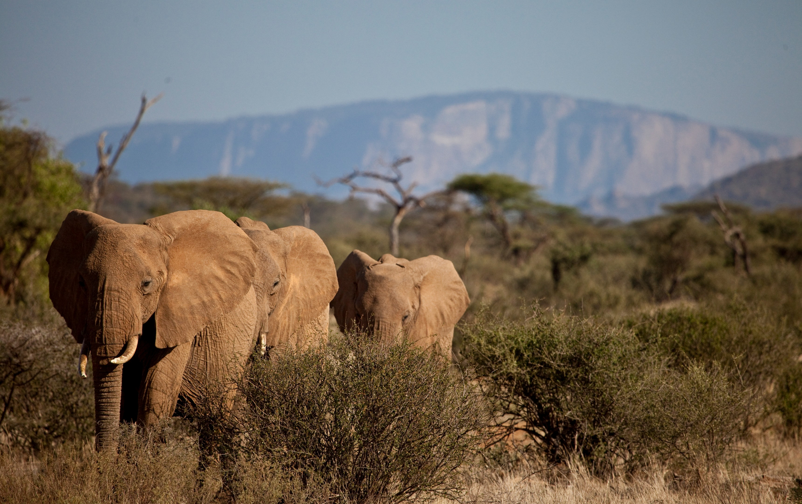 Sasaab Sasaab: Elefanten vor dem Mount Ololokwe