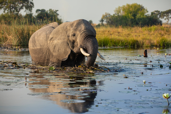 Selinda Explorers Camp Selinda Explorers Camp: Elefant frisst Uferpflanzen