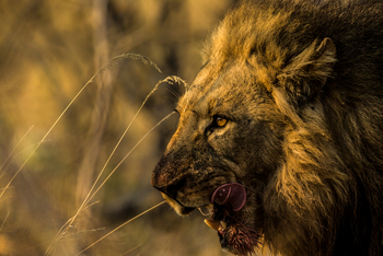 Selinda Explorers Camp Selinda Explorers Camp: Löwe mit blutiger Schnauze