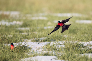 Sette Cama Eco Camp: Rosenspint Rosy Bee-Eater