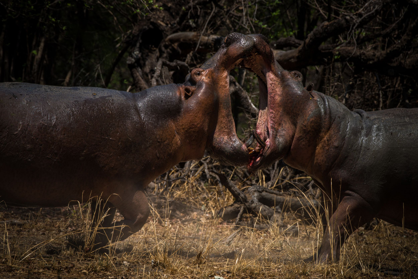 Shawa Luangwa Camp Shawa Luangwa Camp: Fighting Hippos