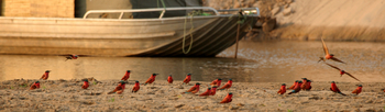 Shenton Safaris: Carmine Bee-Eater Hide