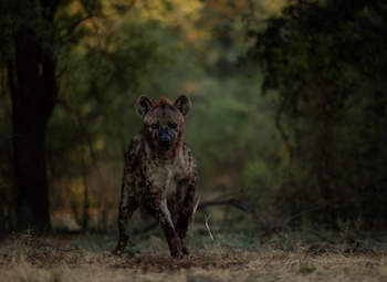 Sungani Lodge Sungani Lodge: Hyäne