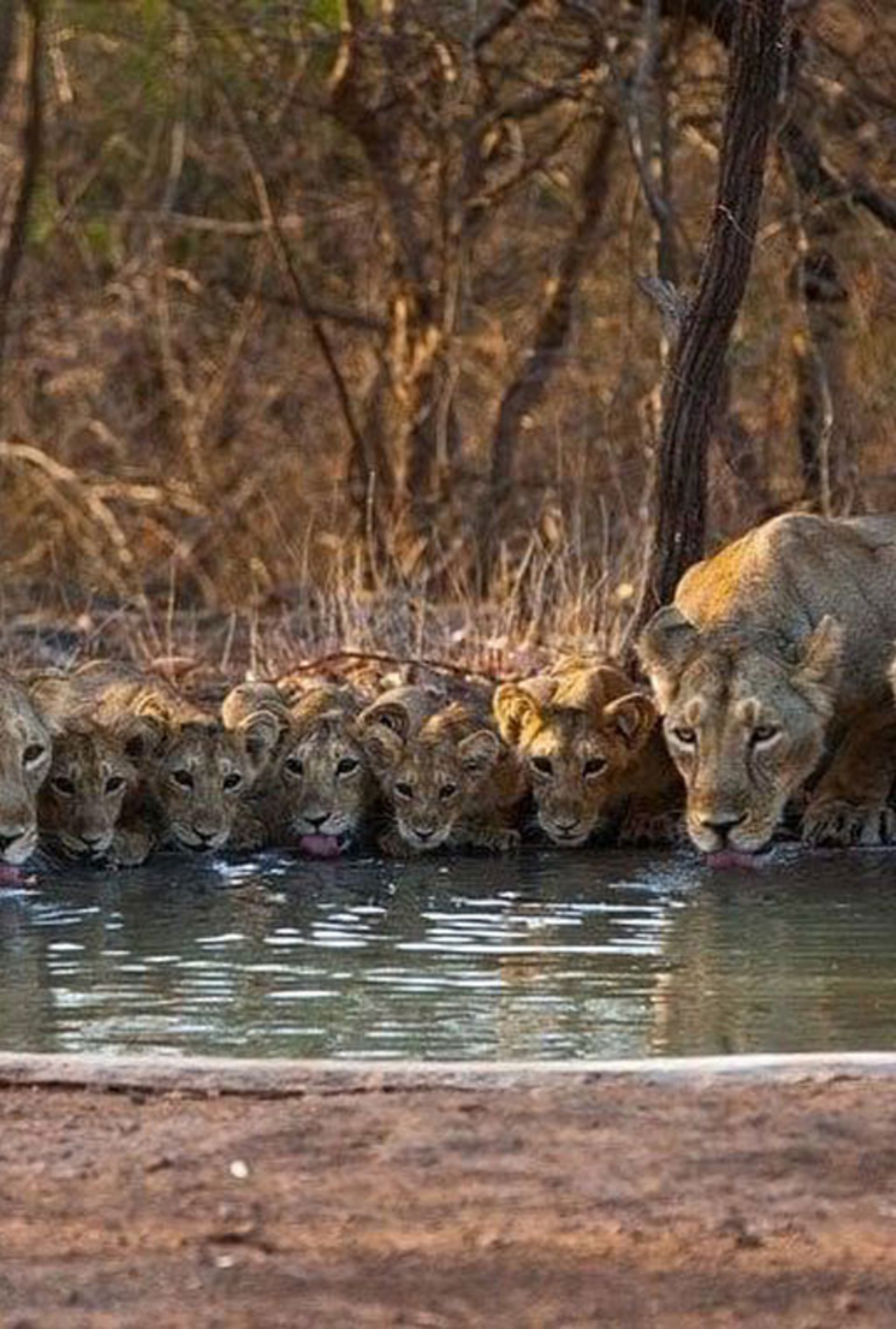 The Postcard Gir Wildlife Sanctuary The Postcard Gir Wildlife Sanctuary: Löwenfamilie