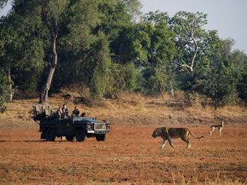 Time + Tide South Luangwa Time + Tide South Luangwa: Game Drives