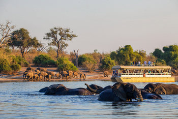 UOBS Chobe National Park: Elefantenherden