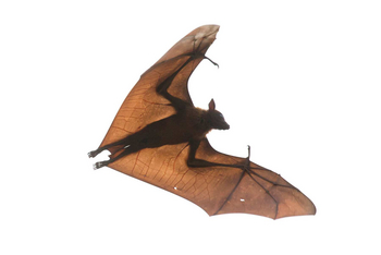 Vanghat: Indian Giant Flying Fox