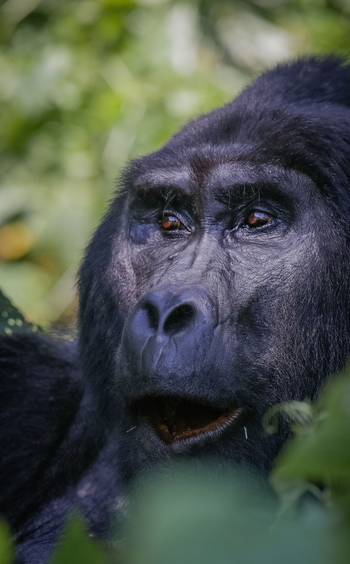 Volcanoes Bwindi Lodge: Gesicht