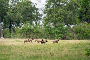 4 Rivers Camp 4 Rivers Camp: Wildhunde