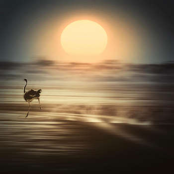 Bagatelle Kalahari Game Ranch: Strauß