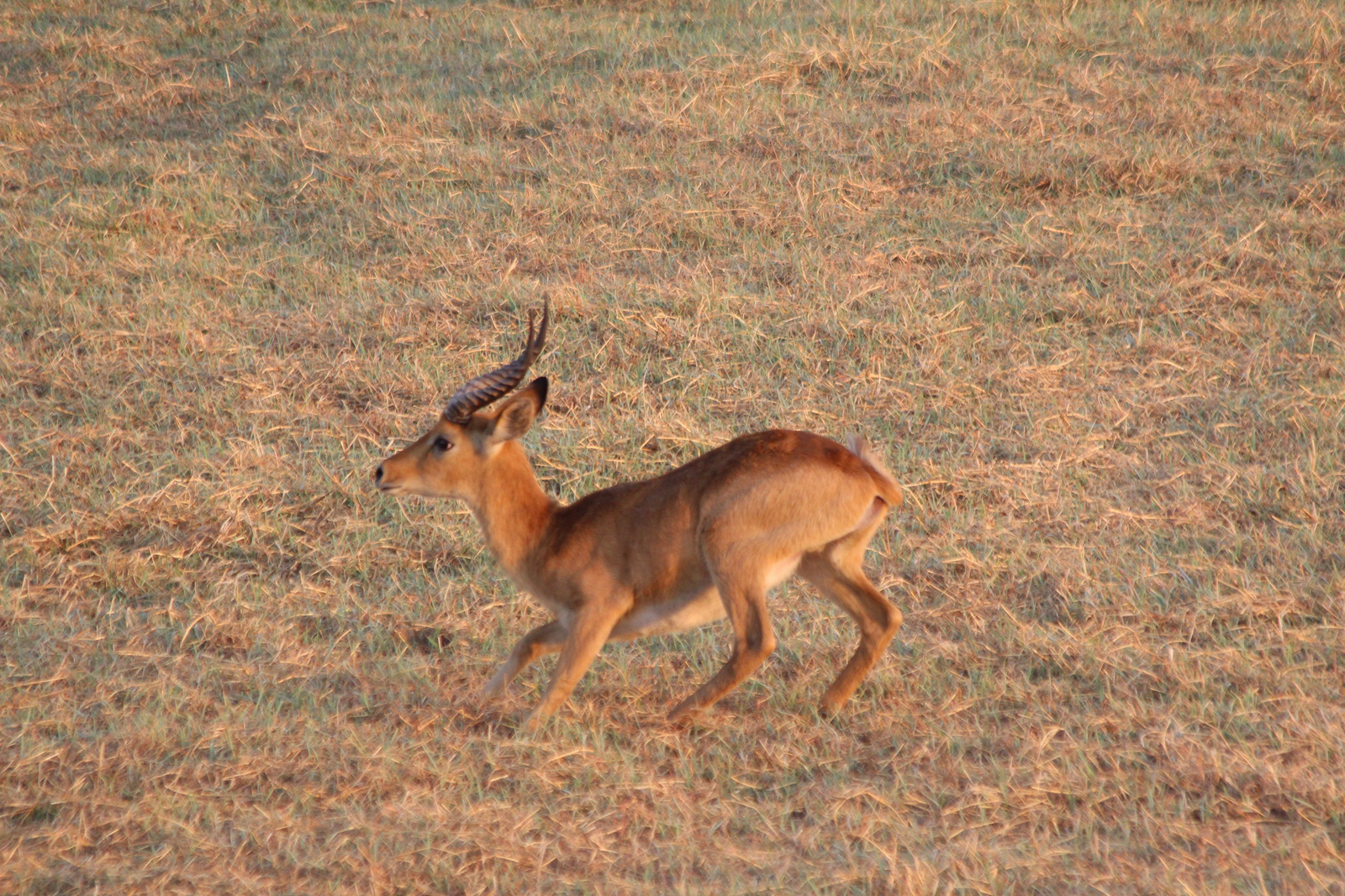 Ballonfahrt Busanga Plains Ballonfahrt Busanga Plains