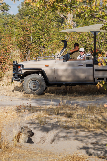 Belmond Khwai River Lodge: Pirschfahrt mit Hyäne