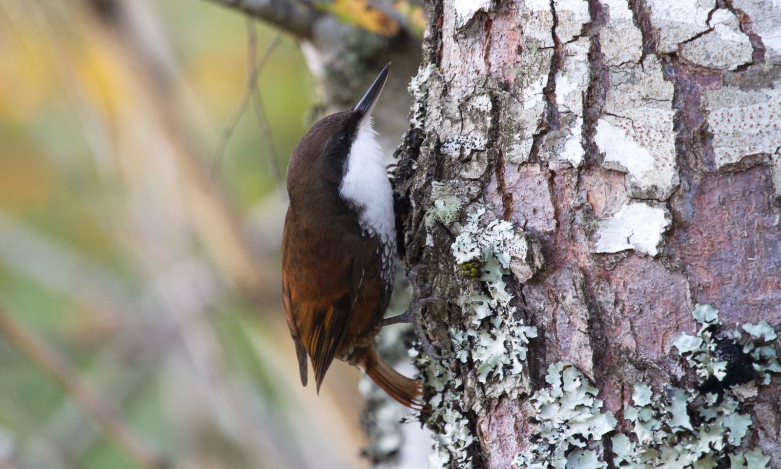 andBeyond Vira Vira Lodge andBeyond Vira Vira Lodge