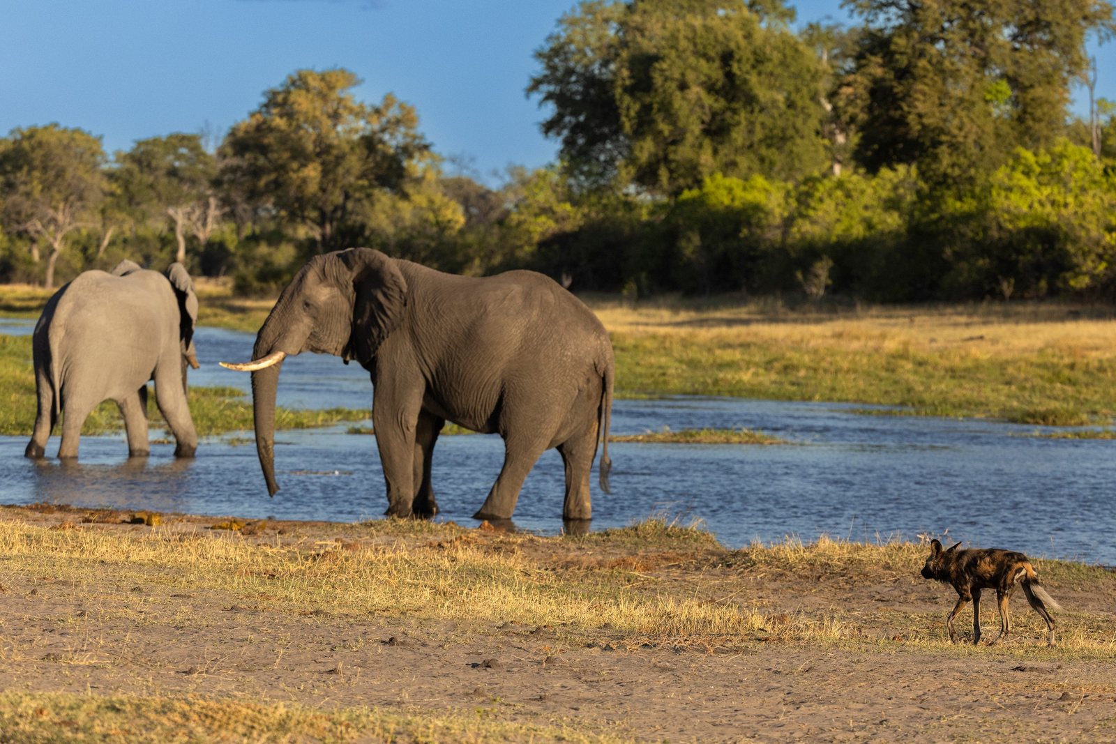 Camp Khwai Camp Khwai: Wildhund und Elefanten