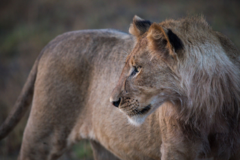 Chisa Busanga Camp Chisa Busanga Camp: Junger Löwe
