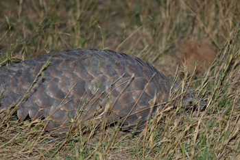 Chitabe Camp: Pangolin