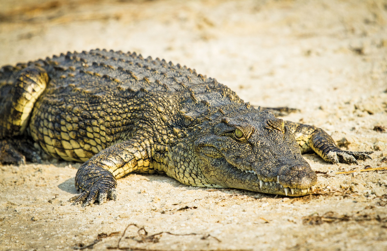 Chobe Savanna Lodge Chobe Savanna Lodge: Nilkrokodil
