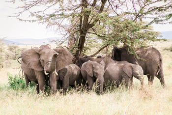 Cottar's 1920s Safari Camp: Elefanten
