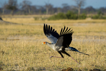 Davison's Camp: Sekretär seitlich