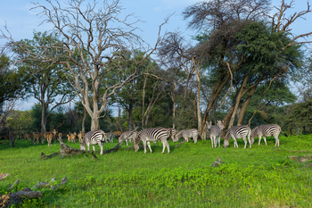 Davison's Camp: Zebraherde auf Wiese
