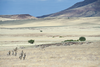 Desert Rhino Camp Desert Rhino Camp: Zebra- und Oryxherden