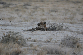 Dolomite Camp: Tüpfelhyäne