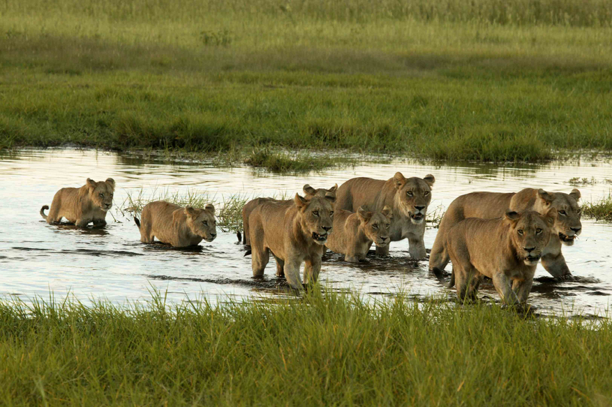 Duba Plains Camp