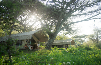 Esirai Camp: Zelt unter hohen Bäumen im Südcamp