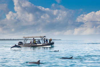 Fundu Lagoon: Dolphin Watching