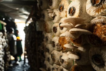 Gibb's Farm: Wand mit Pilzen