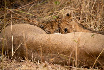 Ikuka Safari Camp: Löwenbabies