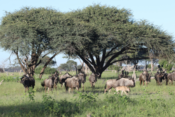 Imvelo Safaris Imvelo Safaris: Gnu Herde vor Bäumen