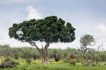 Jamala Madikwe: Elefanten unter Baum im Mittagslicht