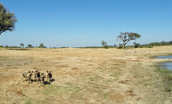 Jozibanini Camp Jozibanini Camp: Wildhunde