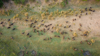 Kanyemba Lodge: Büffelherde