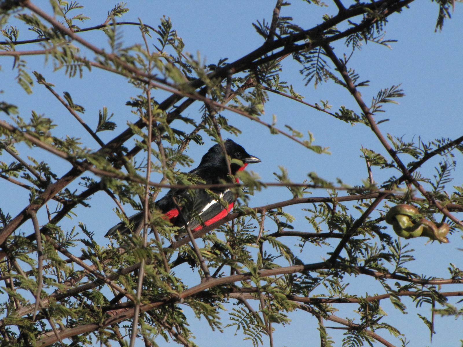 Khama Rhino Sanctuary Khama Rhino Sanctuary: Rotbauchwürger