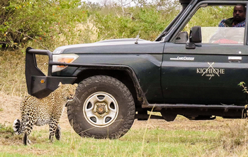 Kicheche Valley Camp Kicheche Valley Camp: Leopard am Fahrzeug
