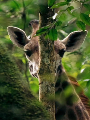 Koroi Forest Camp: Giraffenkopf