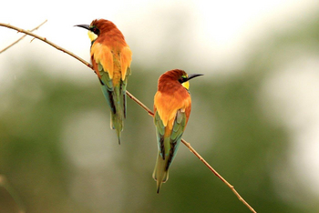 Legendary Mwiba Lodge: European Bee-Eaters