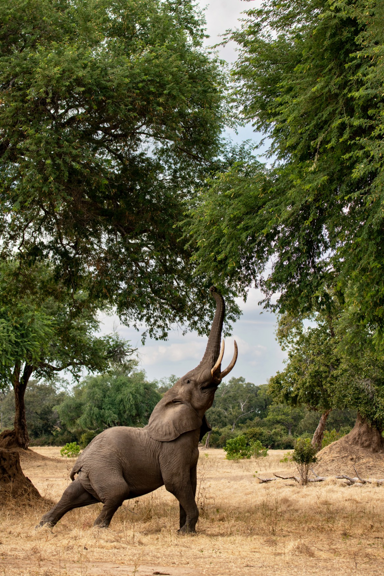 Mana River Camp Mana River Camp: Elefant