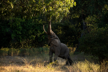 Mana River Camp Mana River Camp: Elefant unter Akazie