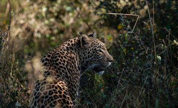 Mapula Lodge: Leopard