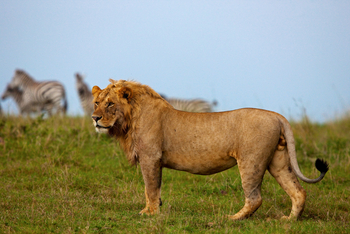 Mara Toto Tree Camp: Mächtiger Löwe