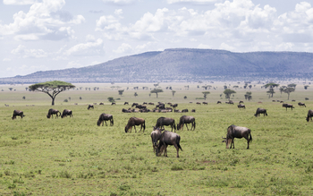 Melia Serengeti Lodge: Gnus in der Serengeti