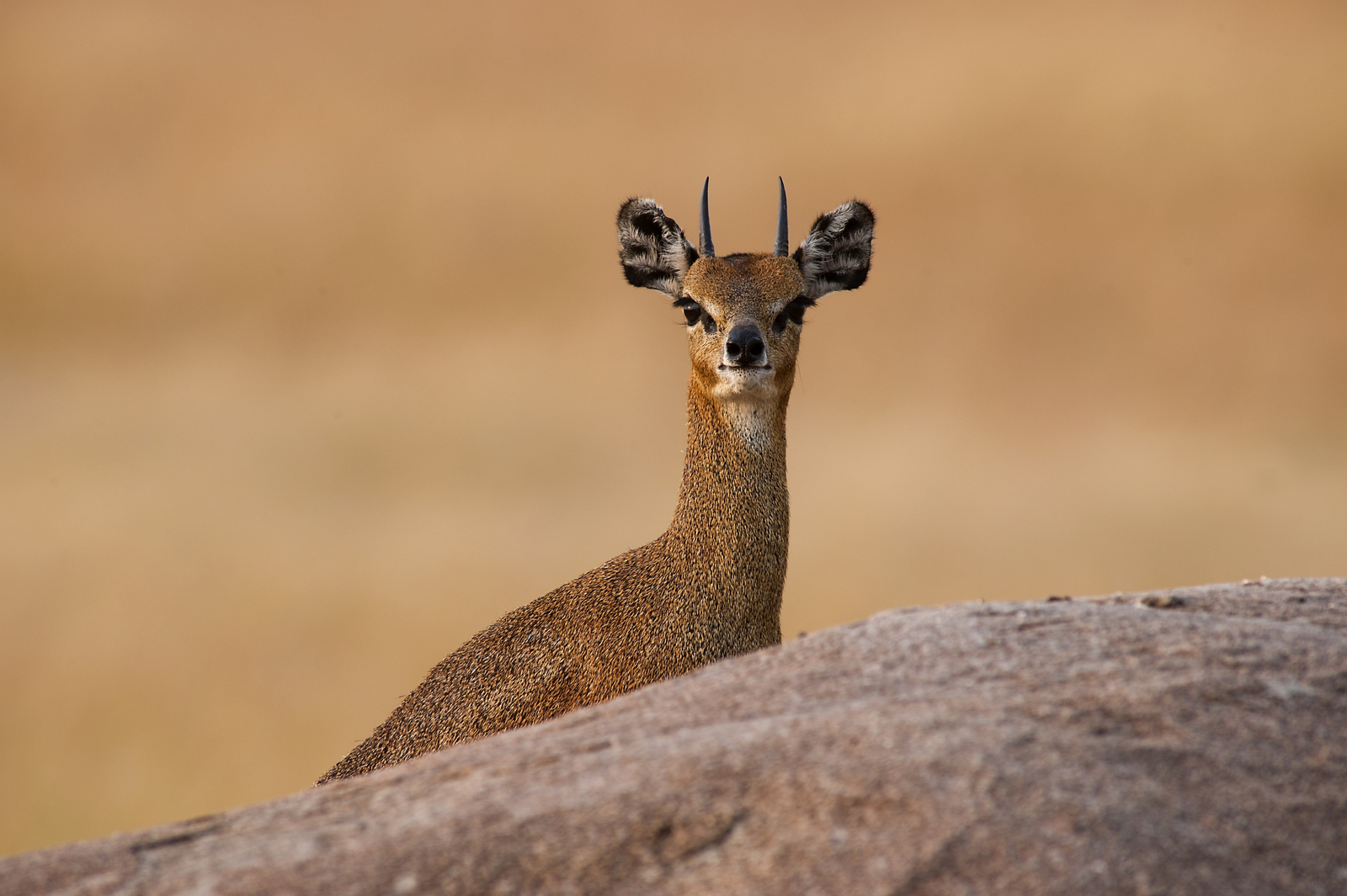 Mkombe's House Lamai Mkombe's House Lamai: Klippspringer