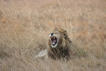 Mukambi Safari Lodge: Brüllender Löwe