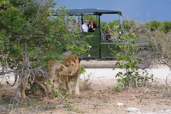 Mushara Game Drive: Löwenpärchen