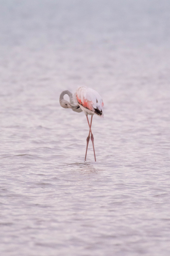 Nata Lodge Nata Lodge: Flamingo